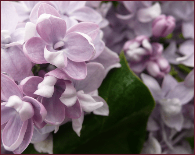 S. vulgaris 'Katherine Havemeyer'