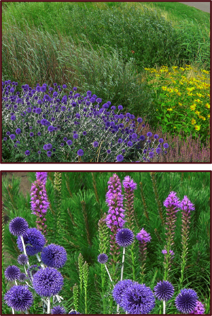 Photos: Sue Gaviller