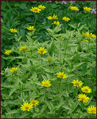 Heliopsis 'Loraine Sunshine'