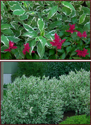 Photos: Sue Gaviller