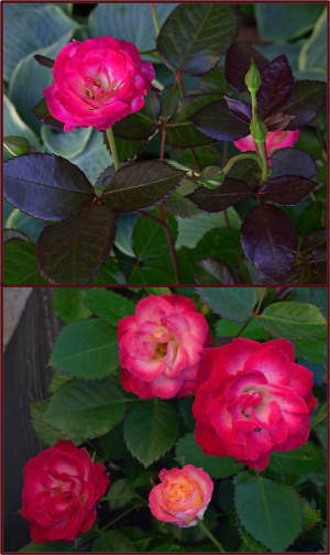 never alone rose resize2