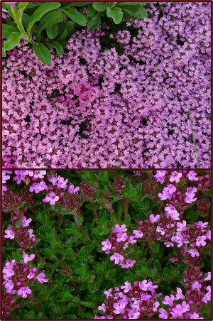 Photos: Sue Gaviller