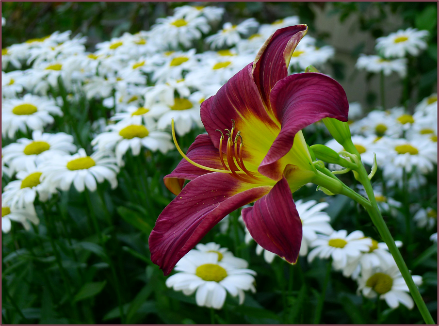 Leucanthemum superbum and Hemerocallis 'Purple d'Oro'
