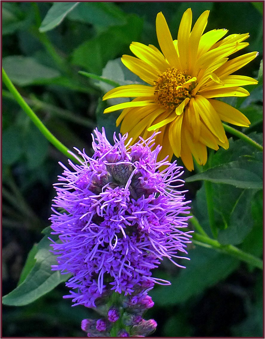 Heliopsis helianthoides and Liatris spicata.