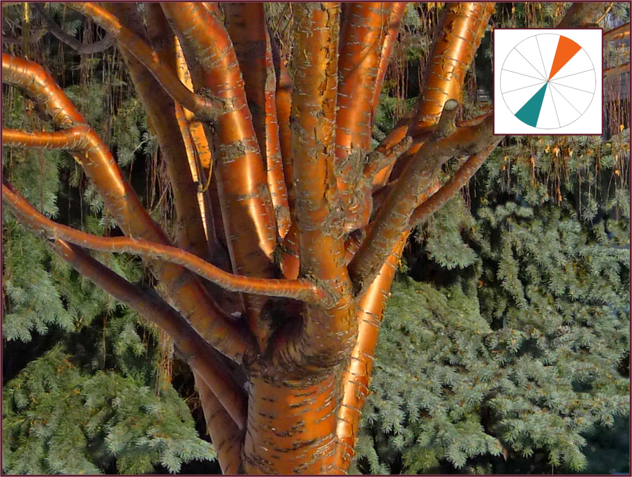 Picea pungens var. glauca and Prunus mackii.