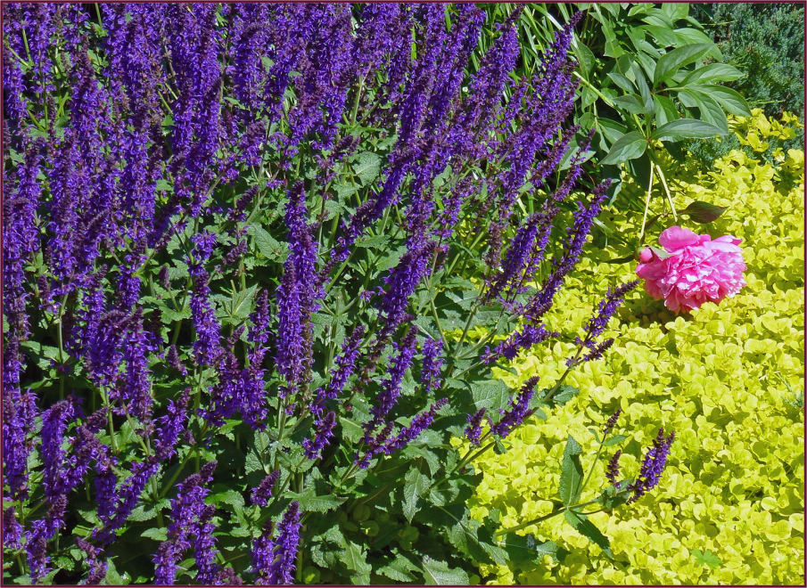 Salvia nemerosa ‘May Night’, Lysimachia nummularia ‘Aurea’ and Paeonia sp.