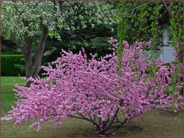 Prunus triloba multiplex. Photo: Sue Gaviller