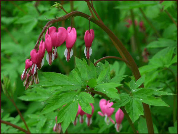 Lacy leaves and delicate, satiny flowers give the common bleeding heart very alluring texture. Photo: Sue Gaviller