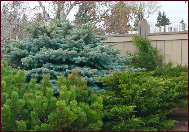 evergreen texture