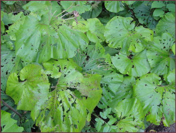 Large leaves, lovely as they are, can be reduced to tatters from hailstorms and slugs. Photo: Diana Lane
