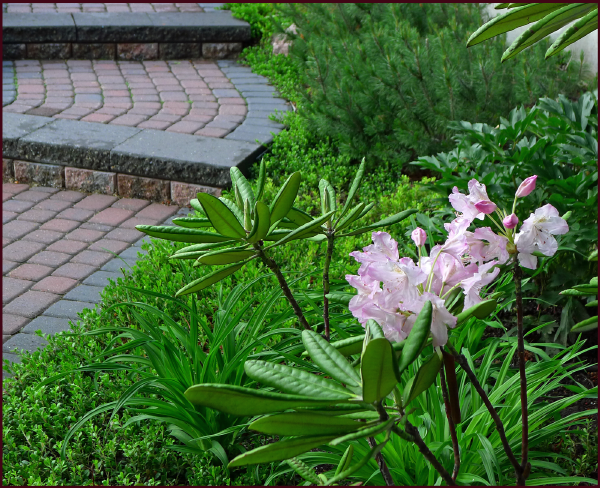 Foliage exhibits many different textures, creating a rich layered tableau in this client's front yard garden. Photo: Sue Gaviller