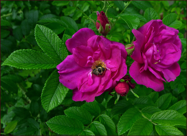 Purple Pavement Rose