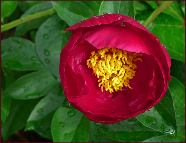Glossy dark green foliage sets the stage for this single red peony – petals like layers of mouth-watering buttercream icing and stamens of mac n' cheese look good enough to eat. Photo: Sue Gaviller