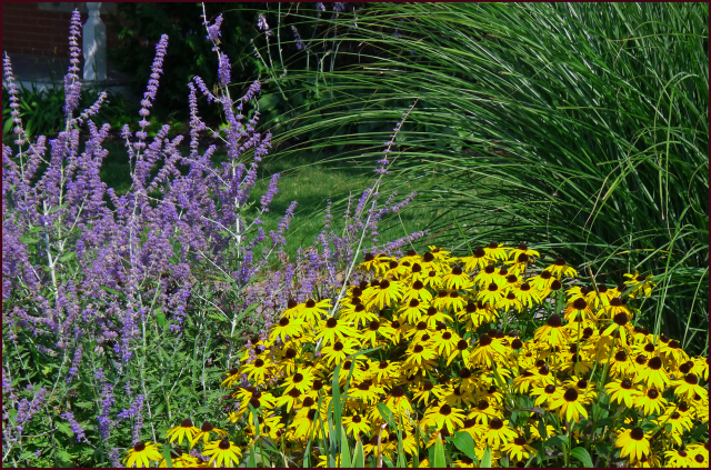Perovskia atriplicifolia and Rudbeckia. Photo: Su Gaviller