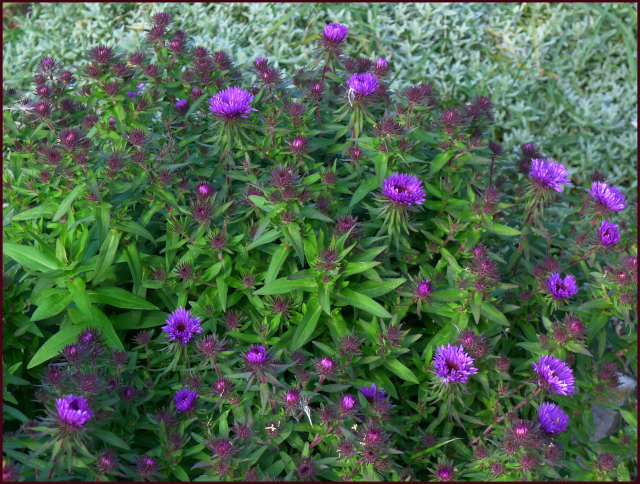 Aster novae-angliae  'Purple Dome'. Photo: Sue Gaviller