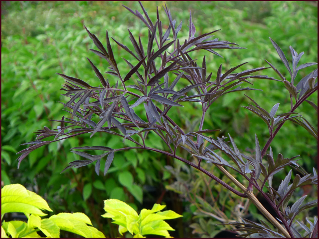 Black Lace Elder