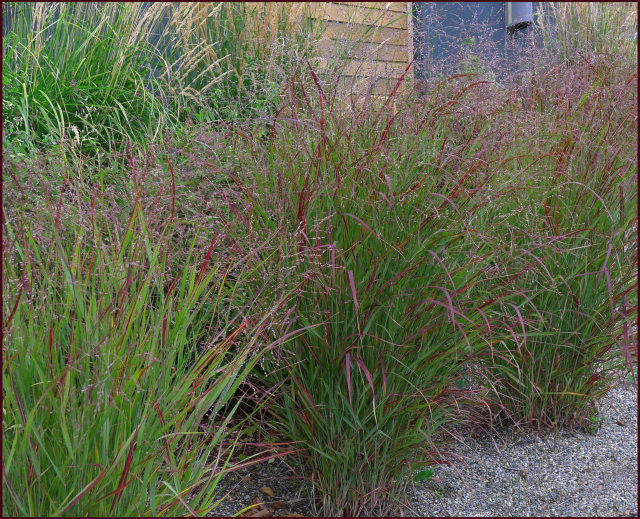 Blades of Panicum virgatum 'Shenandoah' grass turn bright red in autumn. Photo: Sue Gaviller