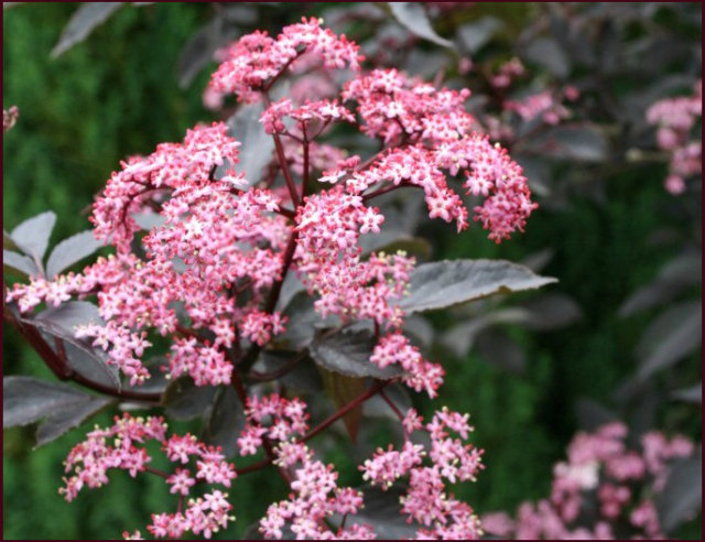Sambucus nigra 'Black Beauty'. Photo: Alison Pike, Alison's Garden