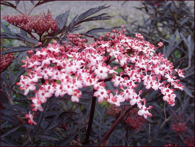 Sambucus nigra 'Black Lace'. Photo: Amanda Slater