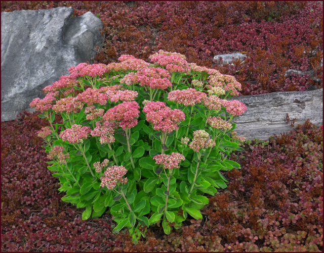 Hylotelephium telephium  'Autumn Joy'. Photo: Sue Gaviller