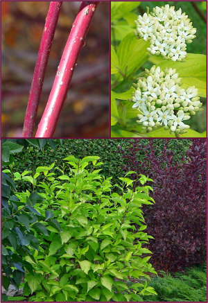 Cornus alba 'Aurea' 2 resample