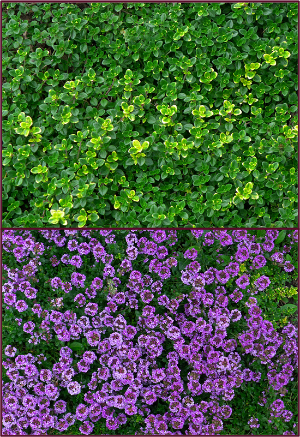 Photos: Sue Gaviller