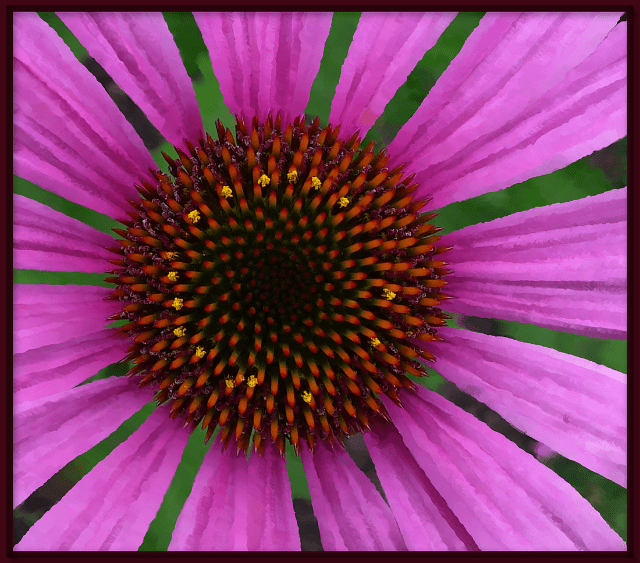 Echinacea purpurea 'Magnus'. Photo: Sue Gaviller