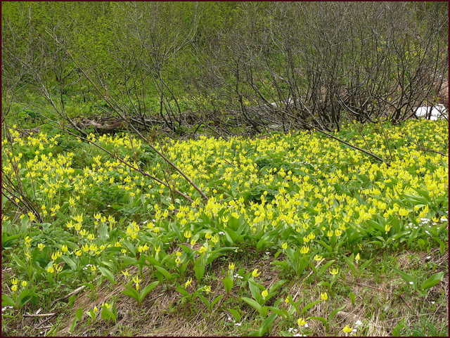 A closer view reveals bits of white amid the yellow. Photo: Pat GAviller