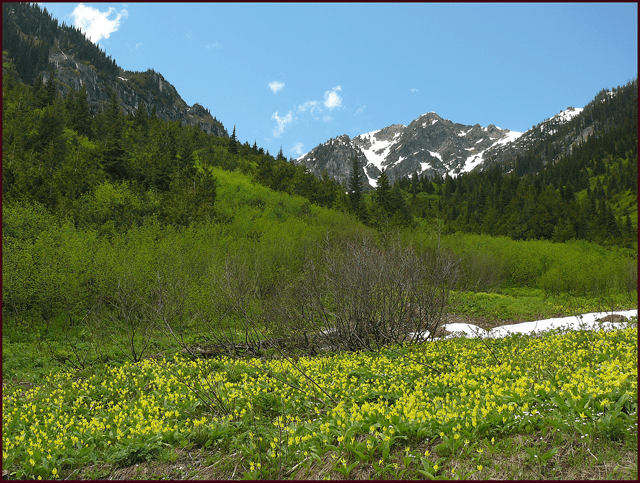 Erythronium grandiflorum
