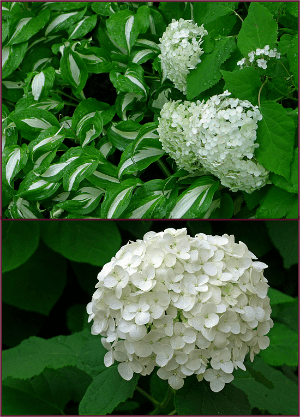 Photos: Sue Gaviller