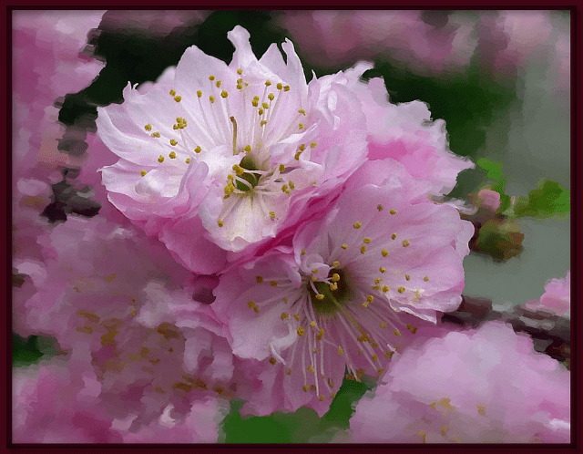 Prunus triloba multiplex. Photo: Sue Gaviller