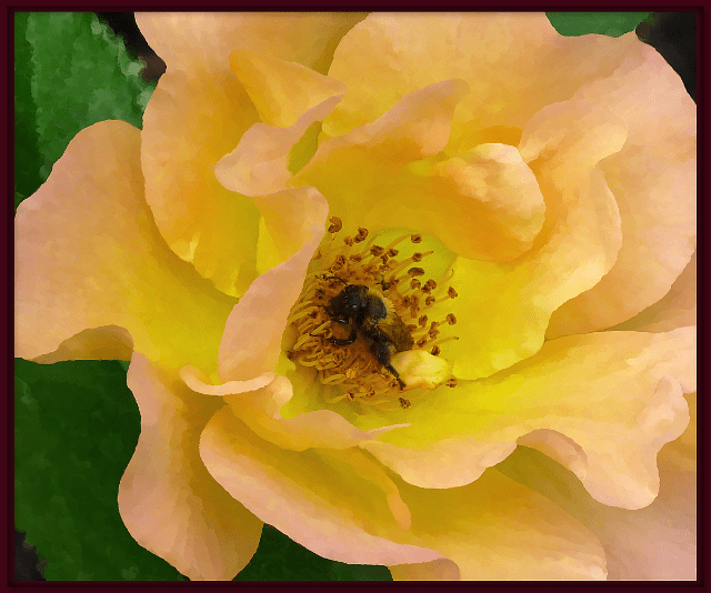 Rosa 'Morden Sunrise'. Photo: Sue Gaviller