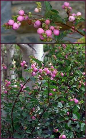 Photos: Sue Gaviller