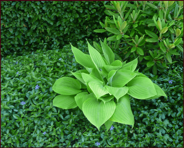 Hosta 'Sum and Substance' stands out because of its very coarse texture (large leaves) and its bright lime green colour. Photo: Sue Gaviller