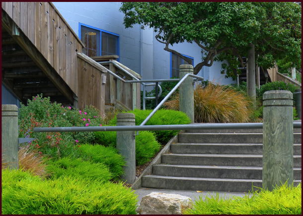 A contemporary planting, with a nautical flair in Cannery Row. Photo: Sue Gaviller 