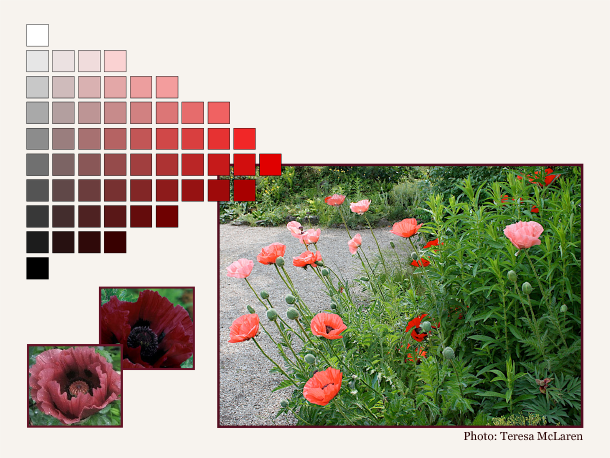 This planting of red, coral and pink poppies is unified by the common hue of red; the two inset photos provide further examples of colours in the same family.