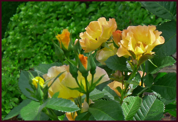 pastel rose - resample 2