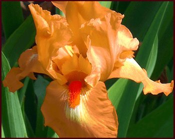 peach iris-resample
