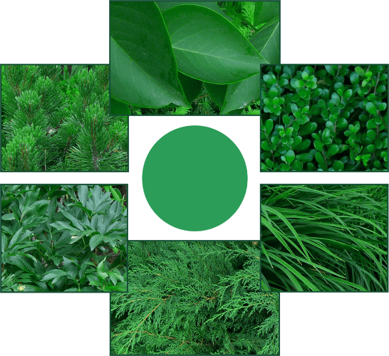 Foliage examples of basic green. Clockwise from top: common lilac, kinnickinnick, daylily, Russian cypress, Itoh peony and dwarf mugo pine. Photos: Sue Gaviller