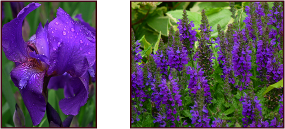 Viewed from very close, coarse-textured Iris and fine-textured Salvia both present saturated Blue-Violet colouring. Photos: Sue Gaviller