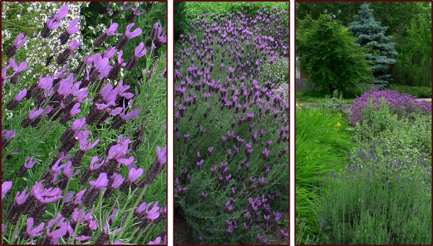 spanish-lavender-resize