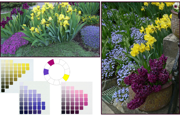 Split Complementary colour scheme - yellow, blue-violet and red-violet. Photos: Top left: Cathy Gaviller. Right: Jane Reksten