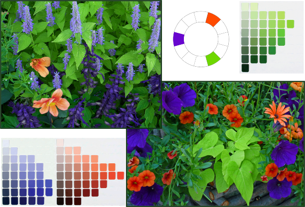 Triadic Colour Scheme: Violet-blue (7.5PB), orange-red (10R), and yellow-green (5GY). Photos: Sue Gaviller